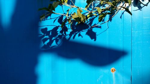 Plant against blue wall