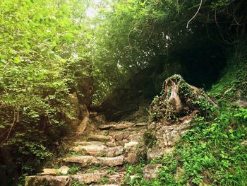 Trees in forest