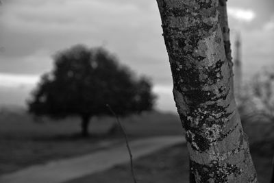 Close-up of tree trunk on field