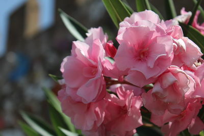 Close-up of pink flowers blooming outdoors