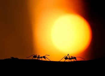 Two silhouetted ants by sunset background