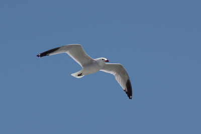Low angle view of seagull flying in sky