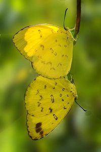 Close-up of yellow flowers