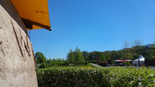 Plants growing on field against clear blue sky