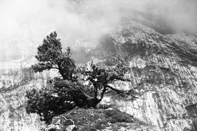 Close-up of tree against mountain