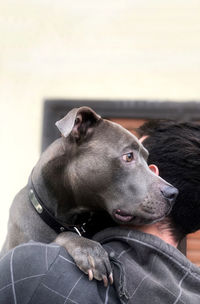 Close-up of a dog looking away