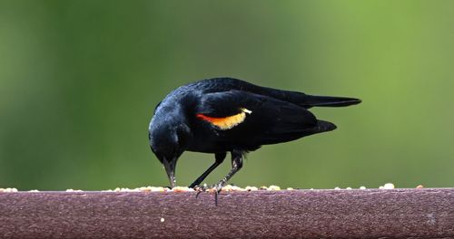 Close-up of bird perching