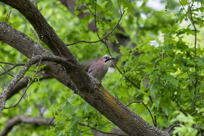 Bird perching on tree