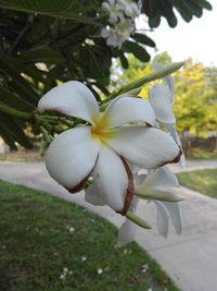 Close-up of white flowering plant
