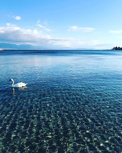 View of seagulls on sea against sky