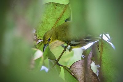 Close-up of a bird perching on plant