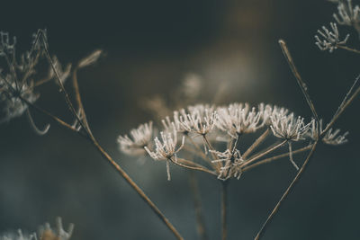 Close-up of flowers