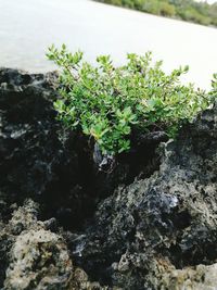 Close-up of moss growing on rock