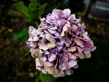 Close-up of pink hydrangea flowers