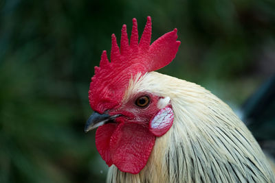 Close-up of rooster