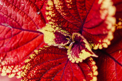 Close-up of red flowering plant