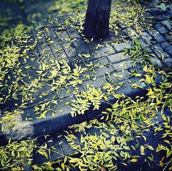 tree trunk, nature, forest, water, high angle view, tranquility, leaf, tree, growth, beauty in nature, outdoors, day, moss, lake, pond, plant, no people, rock - object, wood - material, sunlight