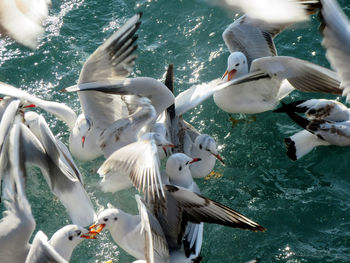 Birds fighting for food above the sea