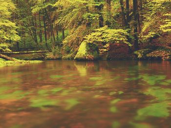 Scenic view of lake in forest