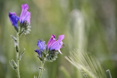 Close-up of purple flowers blooming outdoors