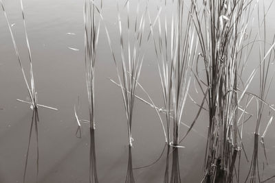 Close-up of grass in water