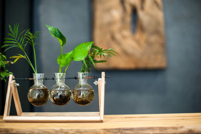 Close-up of potted plant on table