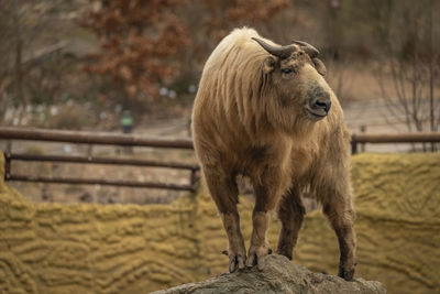 Close-up of horse