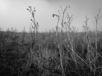 Dry grass on field against sky