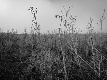 Dry grass on field against sky