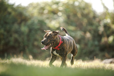 Dog running in a field