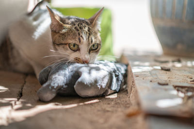 Close-up portrait of cat relaxing on floor