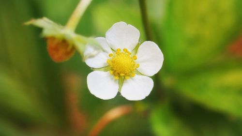 flowering plant