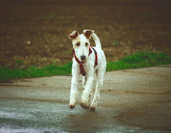 Portrait of dog