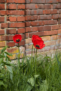 Close-up of red poppy growing against brick wall