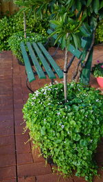 High angle view of potted plants on table