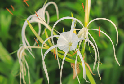 Close-up of white flower blooming outdoors