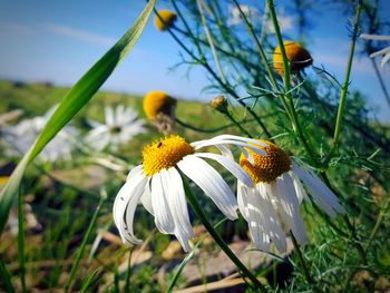 Close-up of yellow flower on plant