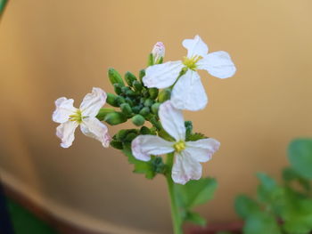 Close-up of white flowering plant