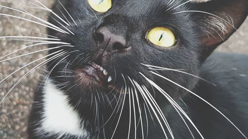 Close-up portrait of black cat