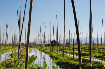 Plants growing on landscape against clear sky