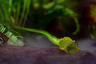 Close-up of green leaf