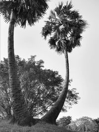 Low angle view of coconut palm trees against sky