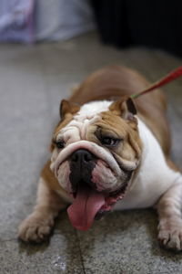 Close-up of american bulldog on the leash looking at the camera