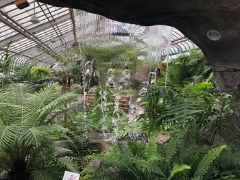 Plants growing in greenhouse