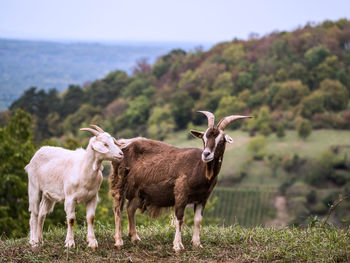 Sheep standing in a field