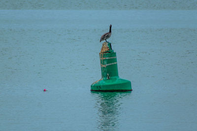 Bird flying over sea