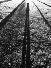 Shadow of grass on field