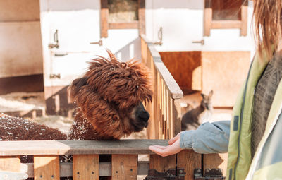 The girl feeds the llama from her hand. portrait of a fluffy alpaca. lama is a peruvian farm cattle.