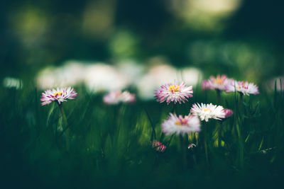 Close-up of pink flowering plants on field