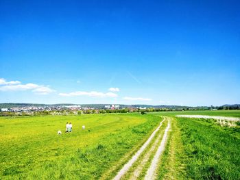 Scenic view of agricultural field against blue sky